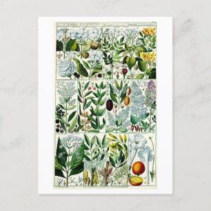 Carte Postale Illustration végétale vintage de Diandria
