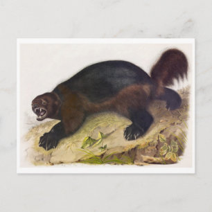 Carte postale Illustration vintage