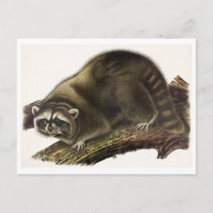 Carte postale Illustration vintage