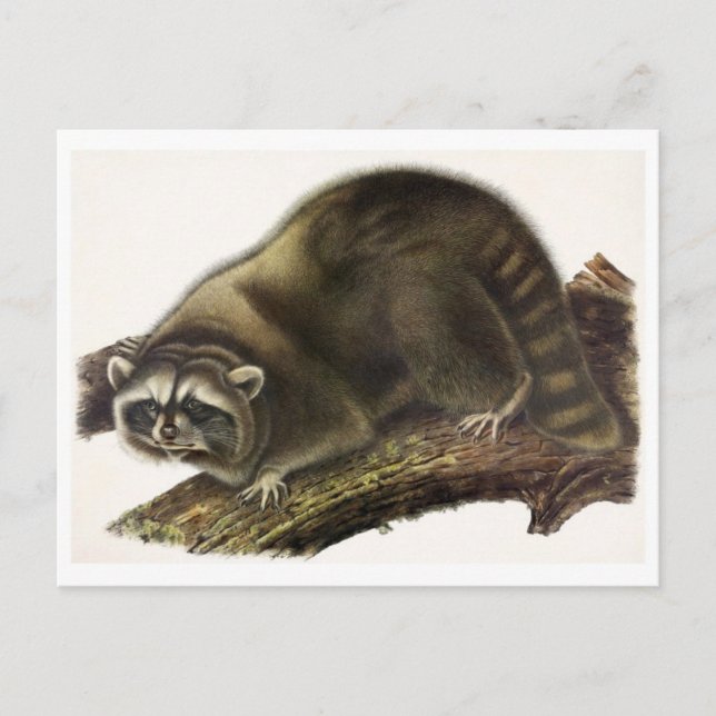 Carte postale Illustration vintage (Devant)