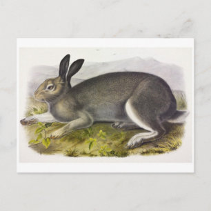 Carte postale Illustration vintage