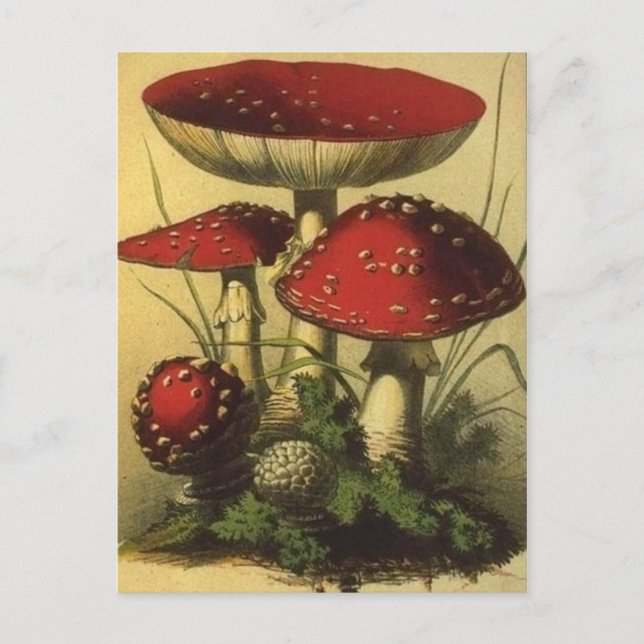 Carte postale Illustration vintage (Devant)