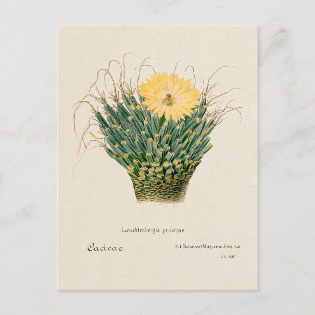 Carte Postale Illustration vintage Agave Cactus (Devant)
