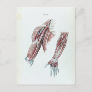 Carte Postale Illustration vintage Anatomie Armoiries et mains h
