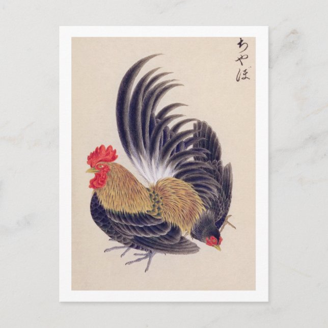 Carte Postale Illustration vintage : bantam japonais (Devant)