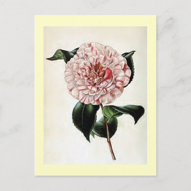 Carte Postale Illustration Vintage "Camellia Japonica" (Devant)