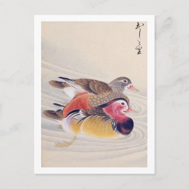 Carte Postale Illustration vintage : canard mandarin (Devant)
