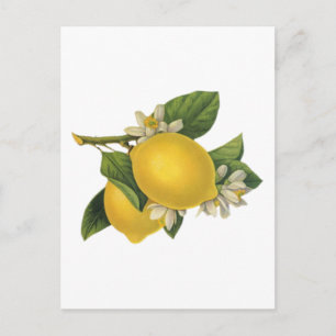 Carte Postale Illustration vintage citrons