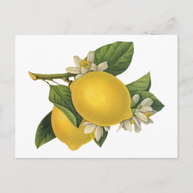 Carte Postale Illustration vintage citrons (Devant)