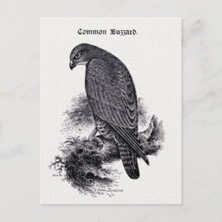 Carte Postale Illustration Vintage "Common Buzzard"