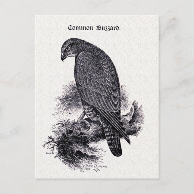 Carte Postale Illustration Vintage "Common Buzzard" (Devant)