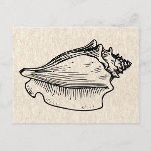 Carte Postale Illustration Vintage Conch Shell