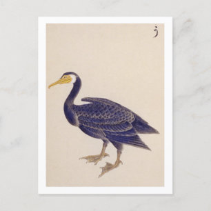 Carte Postale Illustration vintage : Cormorant