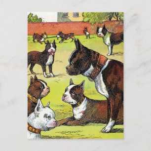 Carte Postale Illustration Vintage de Boston Terrier et Puppies