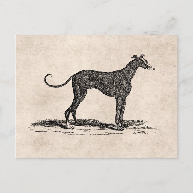 Carte Postale Illustration vintage de Chien de Greyhound datant  (Devant)
