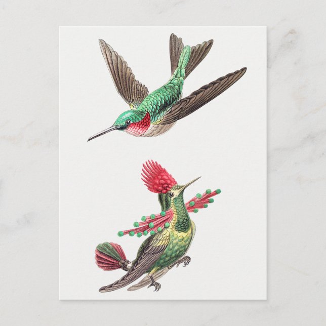 Carte Postale Illustration vintage de colibri (Devant)