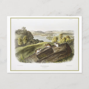 Carte Postale Illustration vintage de la souris à pied blanc