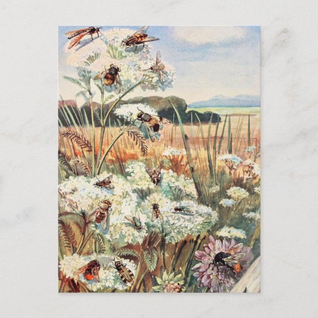 Carte Postale Illustration vintage de l'abeille (Devant)