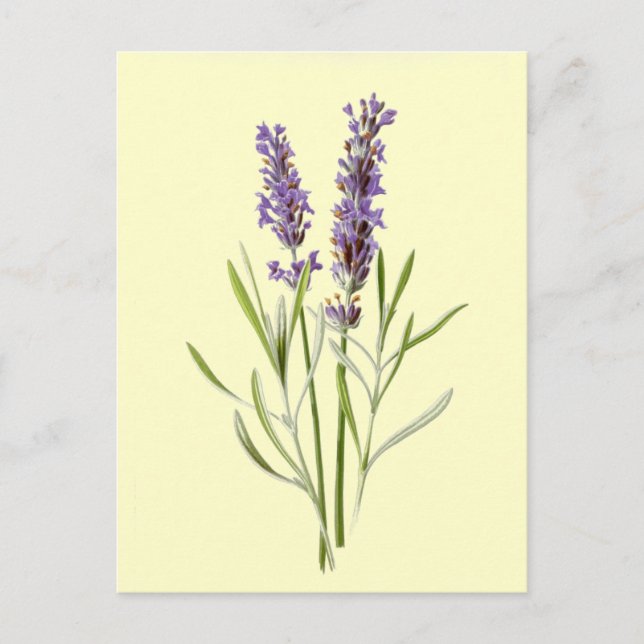 Carte Postale Illustration vintage de lavande (Devant)