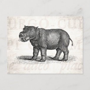 Carte Postale Illustration vintage de l'hippopotame des années 1