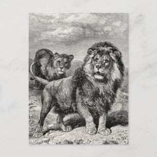 Carte Postale Illustration vintage de Lion Lionesse Big Cat data