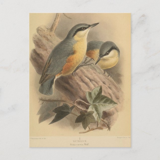Carte Postale Illustration vintage de Nuthatch (Devant)