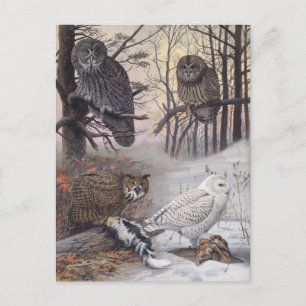 Carte Postale Illustration vintage de quatre types de hiboux