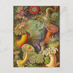Carte Postale Illustration Vintage des anémones de mer