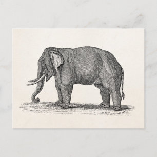 Carte Postale Illustration vintage des années 1800 - Eléphants