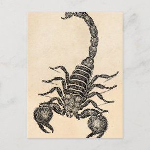 Carte Postale Illustration vintage des années 1800 - Scorpion -