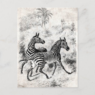 Carte Postale Illustration vintage des années 1800 Zebras Retro