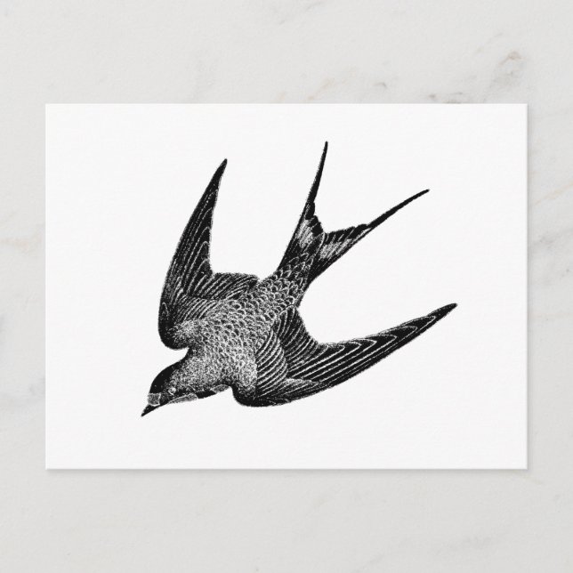 Carte Postale Illustration vintage des hirondelles - Oiseaux rét (Devant)