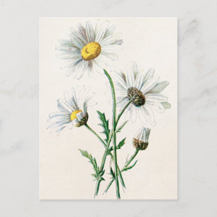 Carte Postale Illustration vintage des marguerites de 1902