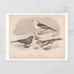 Carte Postale Illustration vintage des Snowbirds