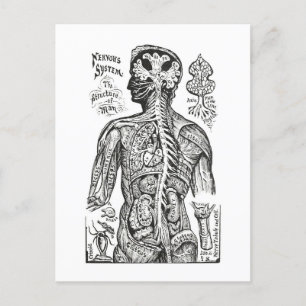 Carte Postale Illustration vintage : Diagramme d'anatomie humain