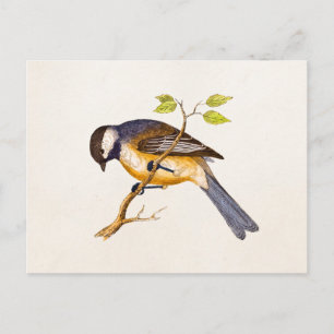 Carte Postale Illustration vintage d'oiseaux chanteurs - Oiseaux
