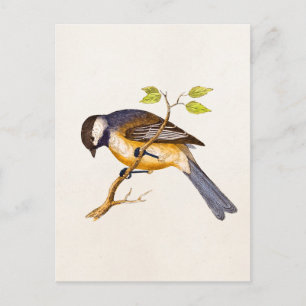 Carte Postale Illustration vintage d'oiseaux chanteurs - Oiseaux