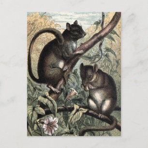 Carte Postale Illustration vintage : Dormouse