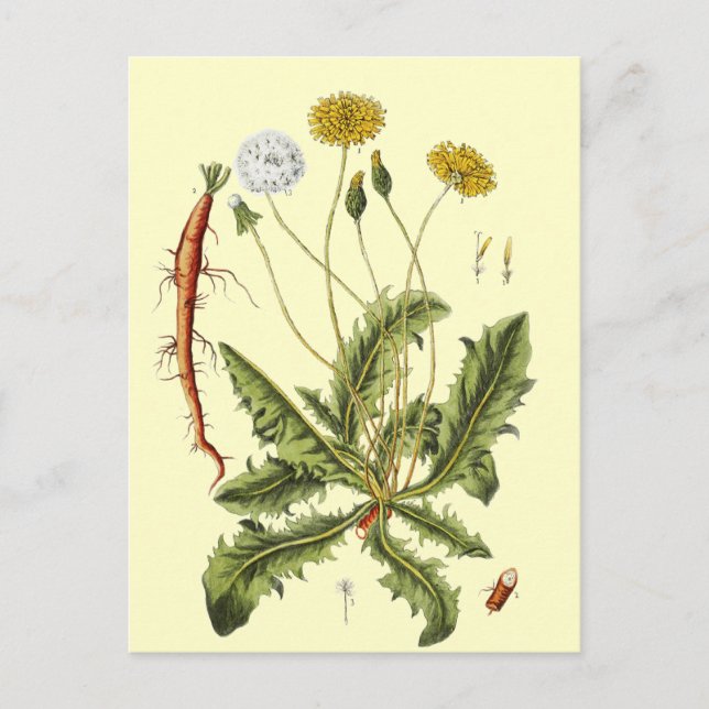 Carte Postale Illustration vintage du Dandelion (Devant)