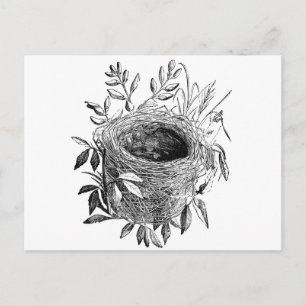 Carte Postale illustration vintage du nid d'oiseaux