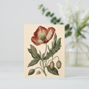 Carte Postale Illustration vintage du pavot
