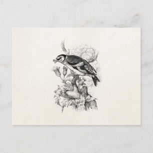 Carte Postale Illustration vintage du XIXe siècle du pinson doré