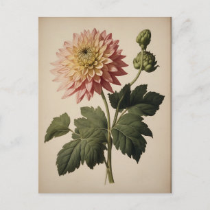 Carte Postale Illustration vintage d'un dahlia