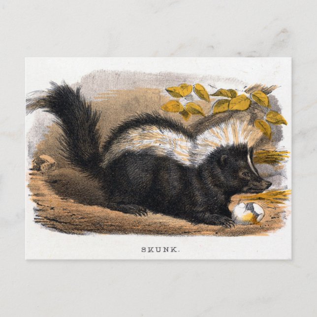 Carte Postale Illustration vintage d'une Skunk (Devant)
