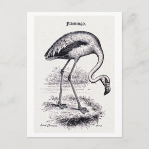 Carte Postale Illustration Vintage "Flamant rose"