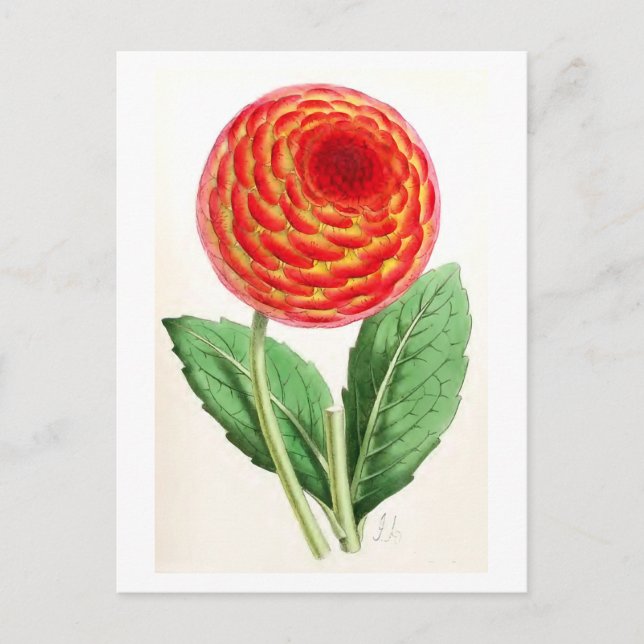 Carte Postale Illustration Vintage "Flambeau Dahlia" (Devant)