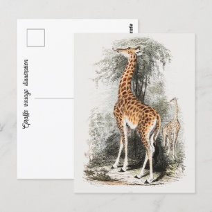 Carte Postale Illustration vintage Giraffe