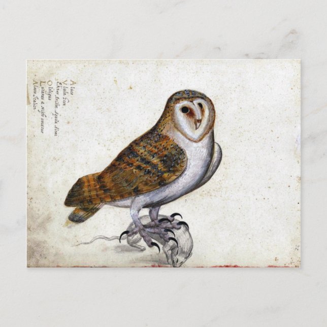 Carte Postale Illustration vintage Owl (Devant)