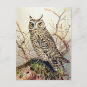 Carte Postale Illustration vintage Owl