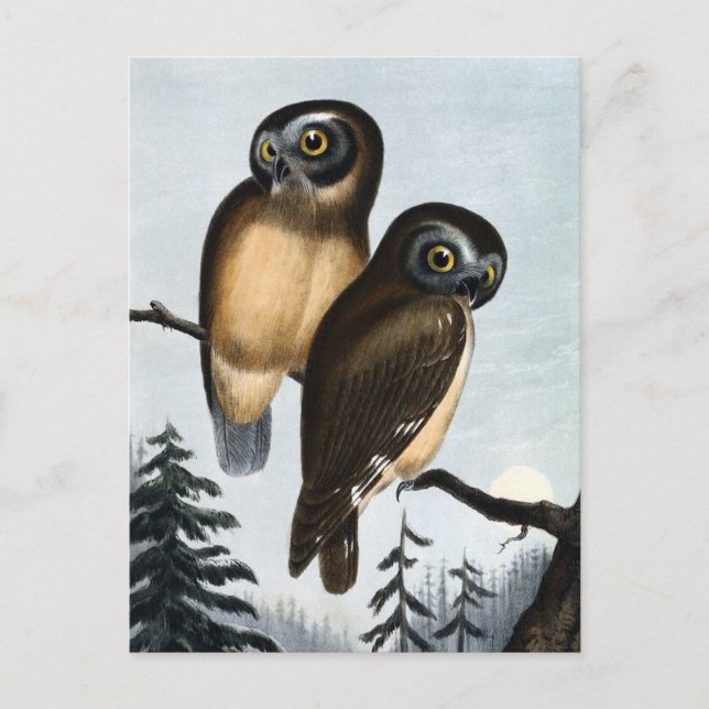 Carte Postale Illustration vintage Owl (Devant)